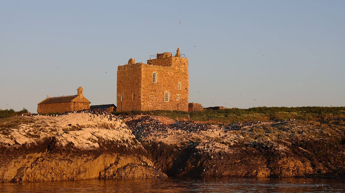 Farne islands